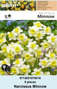 NARCIS MINIATURE MINNOW - 5 lukovica