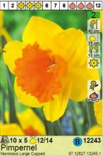 NARCIS LARGE-CUPPED FORTUNE - 5 lukovica
