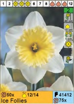 NARCIS ICE FOLLIES - 5 lukovica