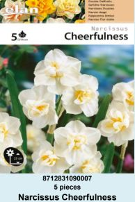 NARCIS DOUBLE CHEERFULNESS - 5 lukovica