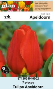 LALA DARWIN HYBRIDE APELDOORN - 7 lukovica