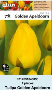 LALA DARWIN-HYBRIDE GOLDEN APELDOORN - 7 lukovica