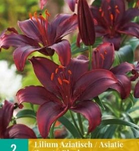 LJILJAN ASIATIC BLACK - 1 lukovica