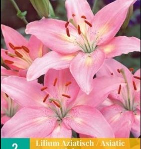 LJILJAN ASIATIC PINK - 1 lukovica