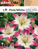 LJILJAN ASIATIC PINK/WHITE - 1 lukovica