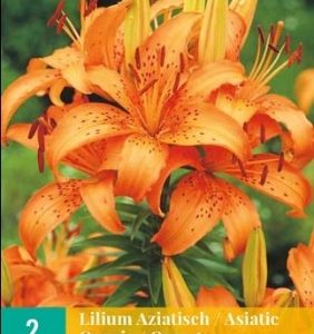 LJILJAN ASIATIC ORANGE - 1 lukovica