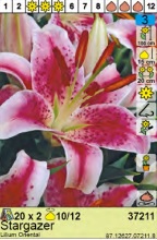 LJILJAN ORIENTAL STARGAZER - 1 lukovica