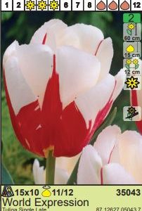 LALA MULTIFLOWERING ANTOINETTE - 7 lukovica