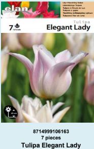 LALA LILY-FLOWERING BALLADE - 7 lukovica