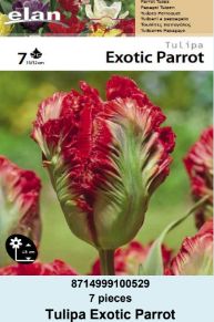 LALA EXOTIC PARROT - 7 lukovica