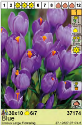 ŠAFRAN (CROCUS) LARGE FLOWERING BLUE - 10 lukovica