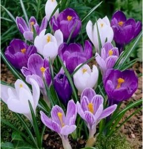 ŠAFRAN (CROCUS) LARGE FLOWERING STRIPED - 10 lukovica