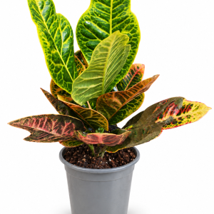 CODIAEUM PETRA 12 (KROTON) - DRVOLIKI OBLIK