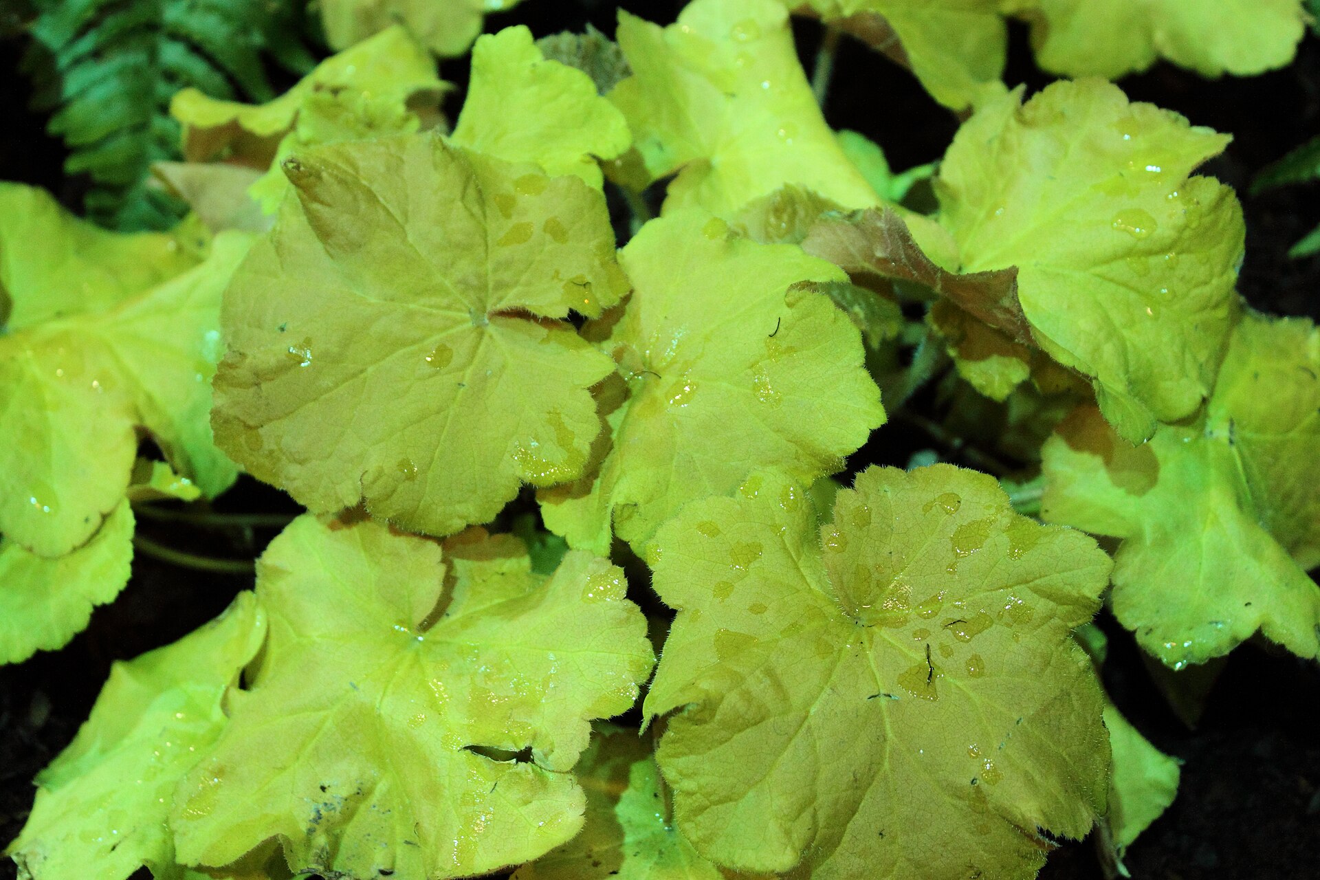 Heuchera Caramel – detalj lista