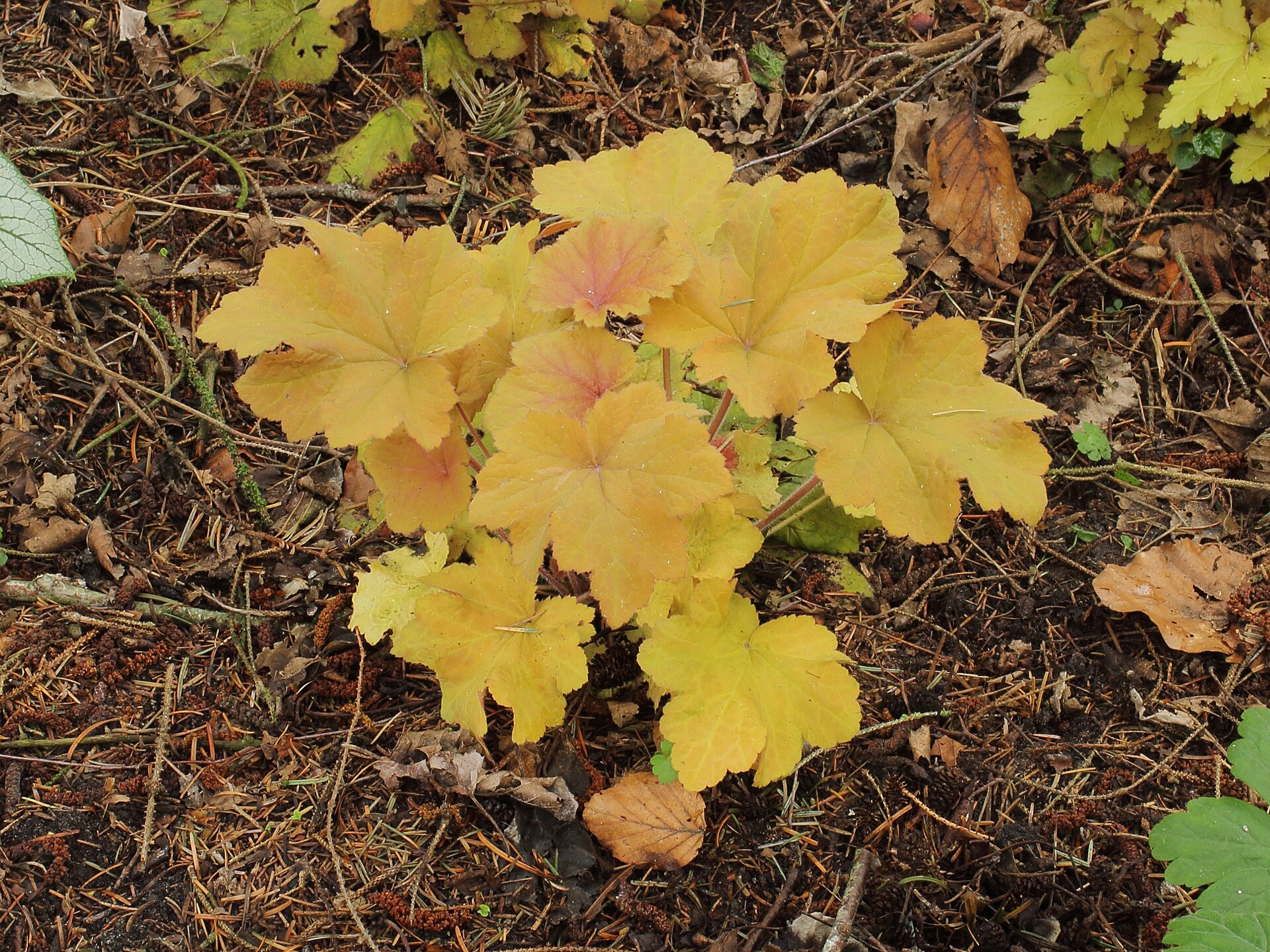 Heuchera Caramel – cela biljka