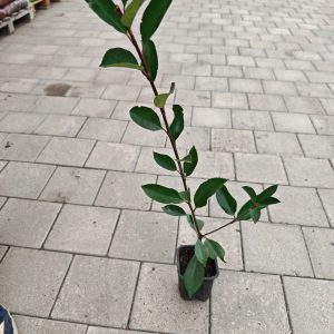 PHOTINIA FRASERI RED ROBIN 0,4–0,6 M - Fotinija Red Robin