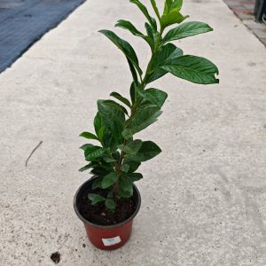 PRUNUS LAUROCERASUS NOVITA - Lovorvišnja Novita