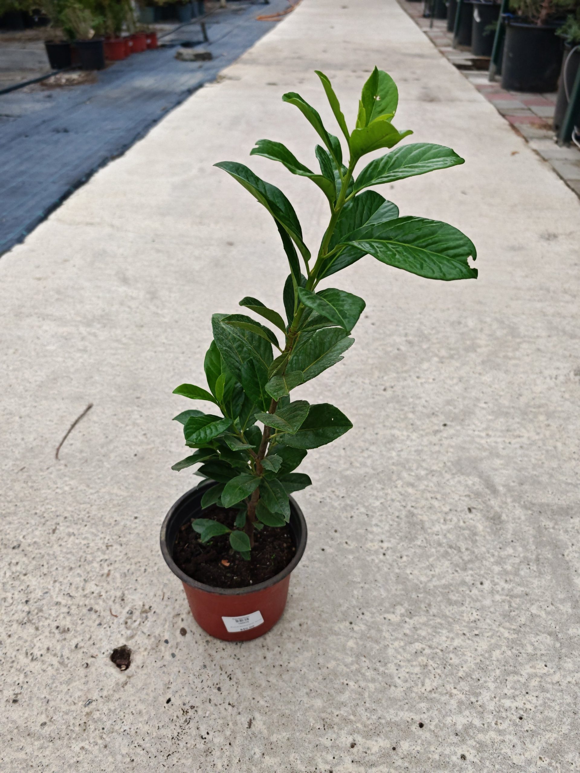 PRUNUS LAUROCERASUS NOVITA - Lovorvišnja Novita