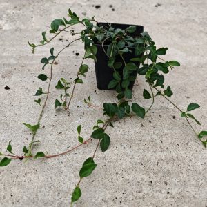 VINCA MINOR MULTIPLEX - Zimzelenak