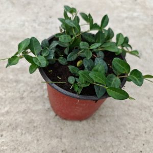 VINCA MINOR ATROPURPUREA (BELA, PLAVA) - Zimzelenak