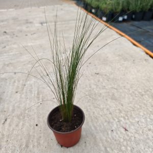 STIPA TENUISSIMA - Kovilje