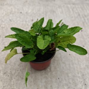STACHYS MONIERI HUMMELO - Čistac