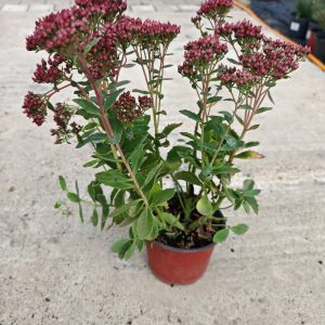 SEDUM SPECTABILE CARL - Žednjak