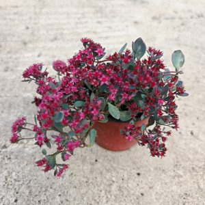 SEDUM CAUTICOLA ROBUSTUM - Žednjak