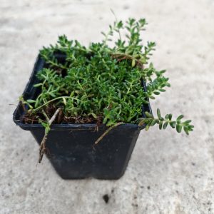 SEDUM ALBUM CORAL CARPET - Žednjak
