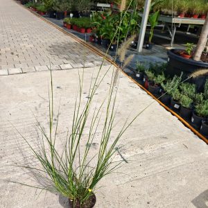 PENNISETUM ALOPECUROIDES - Penisetum