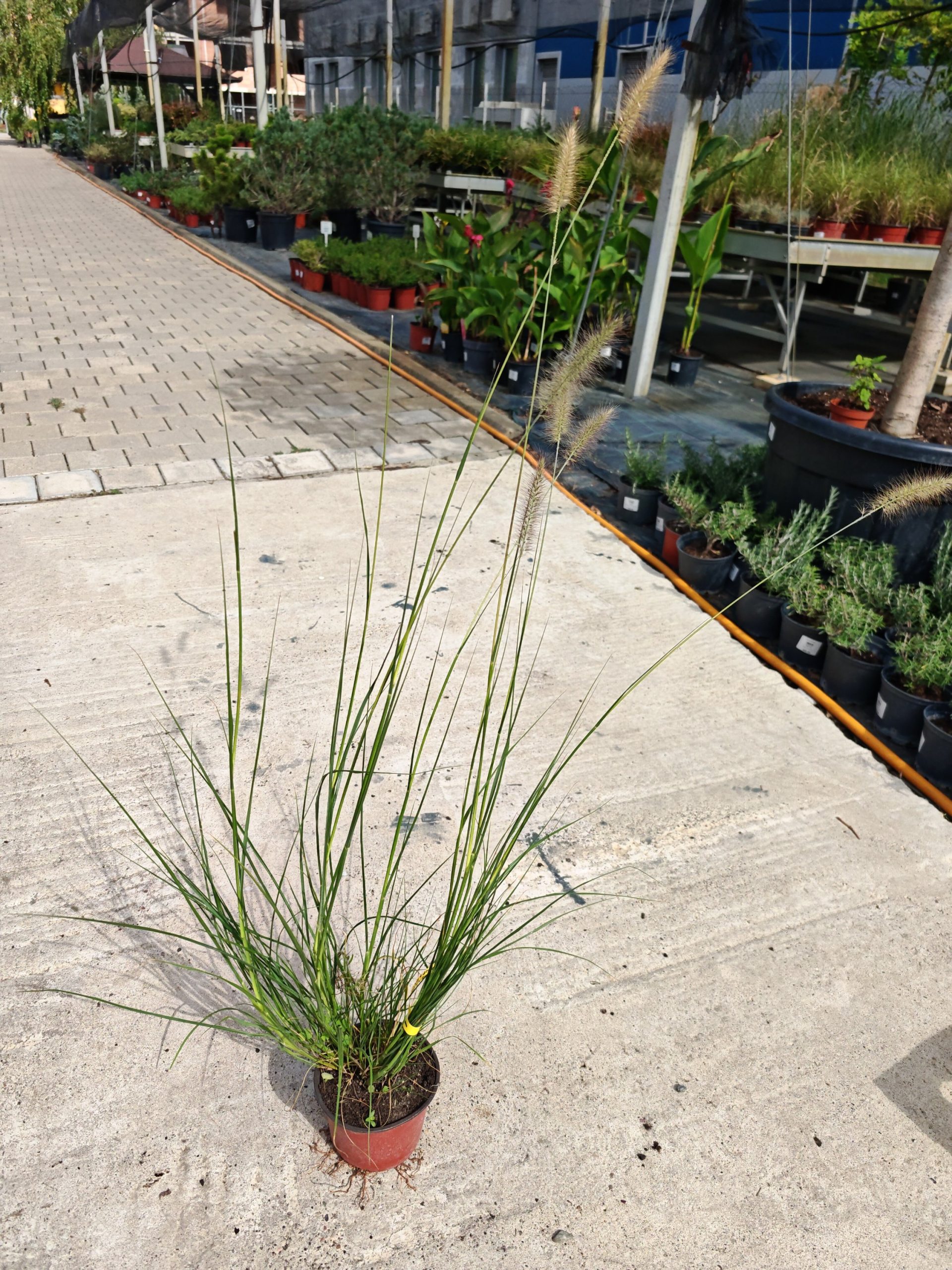 PENNISETUM ALOPECUROIDES - Penisetum