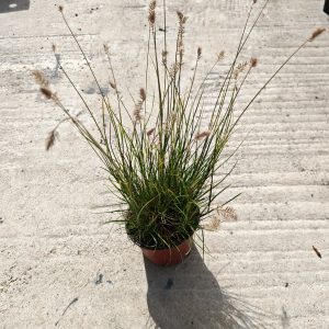 PENNISETUM ALOPECUROIDES LITTLE BUNNY - Penisetum