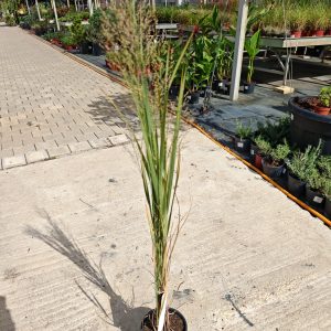 PANICUM VIRGATUM NORTHWIND - Proso trava