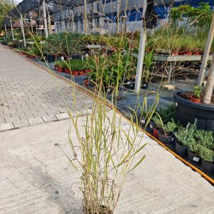 PANICUM VIRGATUM REHBRAUN - Proso trava