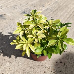 PACHYSANDRA TERMINALIS - Pahisandra