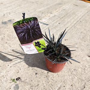 OPHIOPOGON PLANISCAPUS NIGER - Ofiopogon