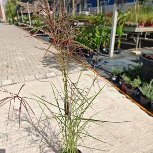 MISCANTHUS SINENSIS RED CHIEF - Miskantus