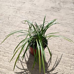 LIRIOPE MUSCARI BIG BLUE - Liriope