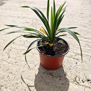LIRIOPE MUSCARI MONEYMAKER - Liriope