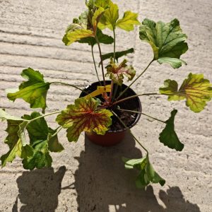 HEUHERA RED LIGHTNING (HEUCHERA)