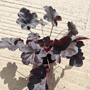 HEUHERA OBSIDIAN (HEUCHERA)