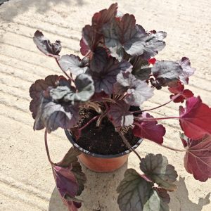 HEUHERA NORTHERN EXPOSURE™ SILVER (HEUCHERA)