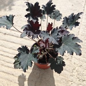 HEUHERA BLACK TAFFETA (HEUCHERA)