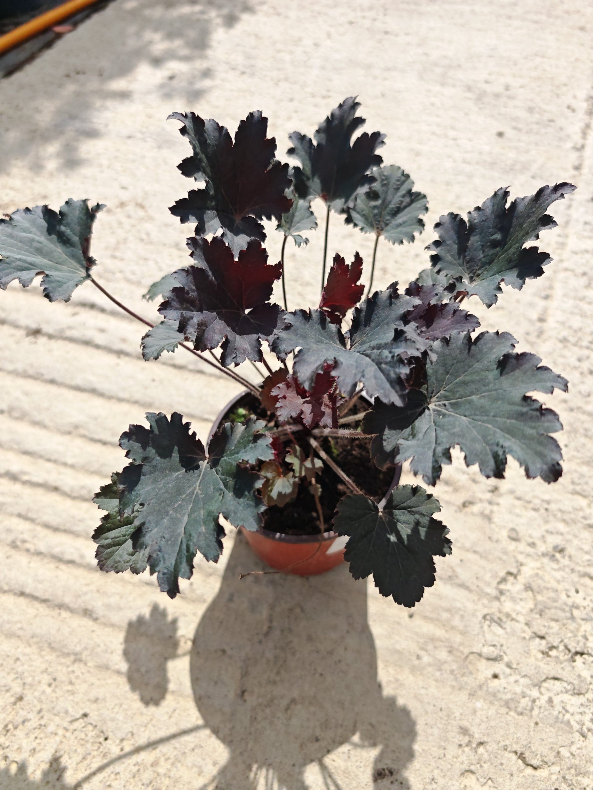 HEUHERA BLACK TAFFETA (HEUCHERA)