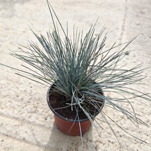 FESTUCA GLAUCA - Vlasulja