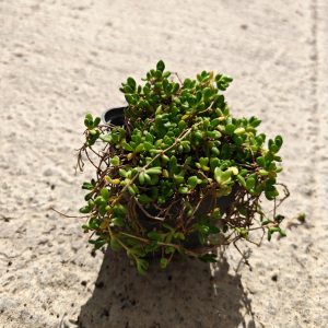 DELOSPERMA NUBIGENUM - Delosperma