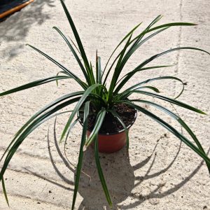 CAREX MORROWII IRISH GREEN - Šaš