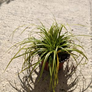 CAREX MORROWII EVERGOLD - Šaš
