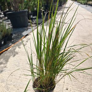CALAMAGROSTIS × ACUTIFLORA KARL FOERSTER - Trska
