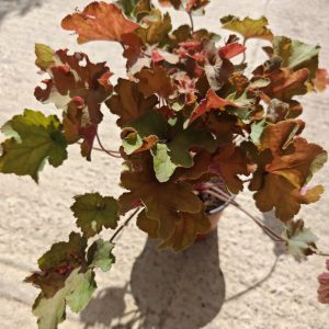 HEUHERA CARAMEL (HEUCHERA)